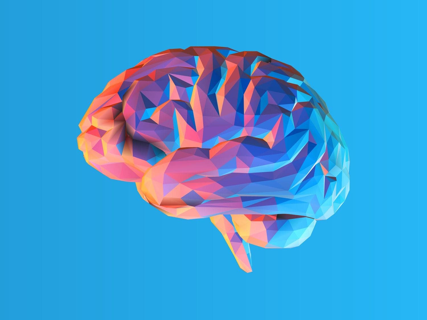 Geometric illustration of a human brain.